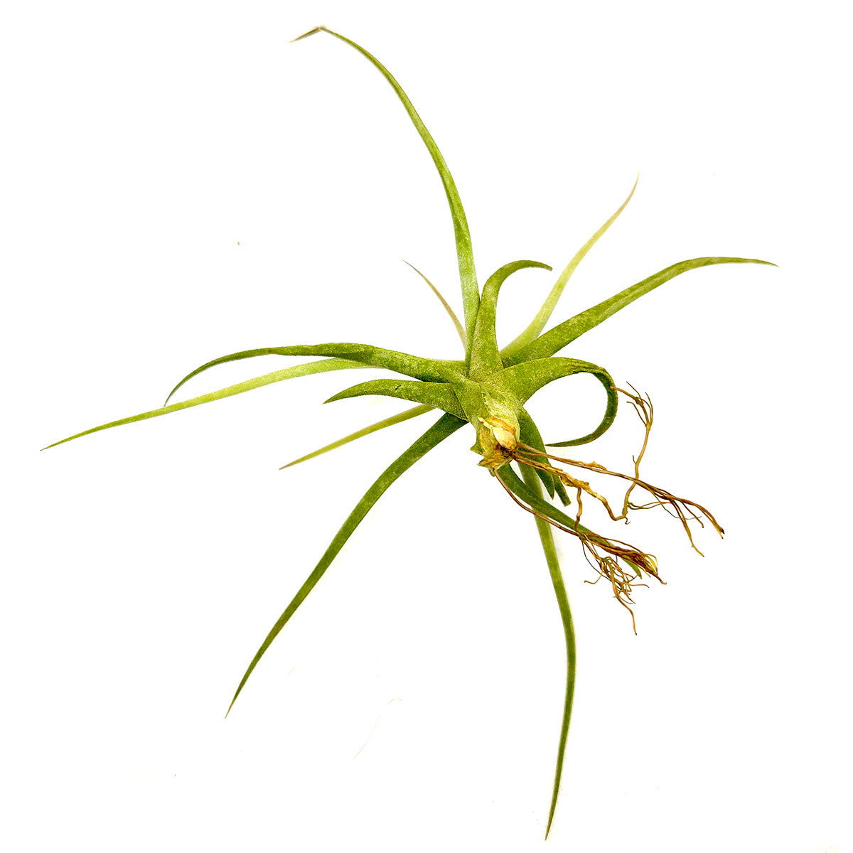 Tillandsia Glabrior Air Plant for sale, How to care for Tillandsia Glabrior Air Plant, How to grow Tillandsia Glabrior Air Plant indoor, Air plants gift ideas, Air plants home decor ideas, Live air plants for gifts