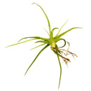Tillandsia Glabrior Air Plant for sale, How to care for Tillandsia Glabrior Air Plant, How to grow Tillandsia Glabrior Air Plant indoor, Air plants gift ideas, Air plants home decor ideas, Live air plants for gifts