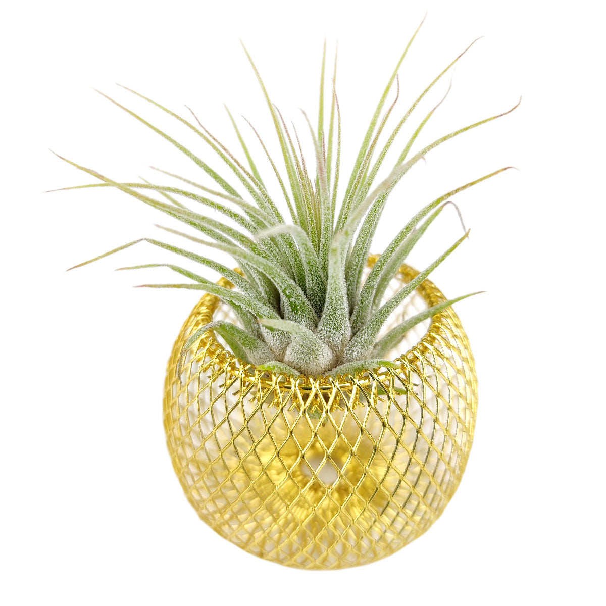 metal air plant holder Gold Mesh Basket Air Plant Holder