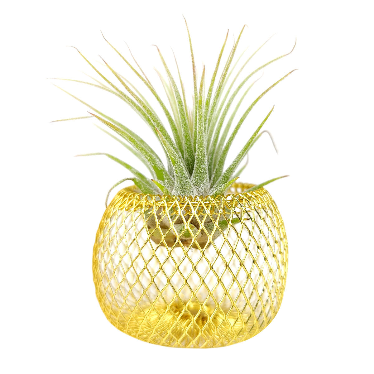 Air plant holder, mesh metal air plant holder, mesh basket for air plants, mesh metal basket for air plants, golden metal air plant holder,  stylish air plant holder, air plant holder in gold color