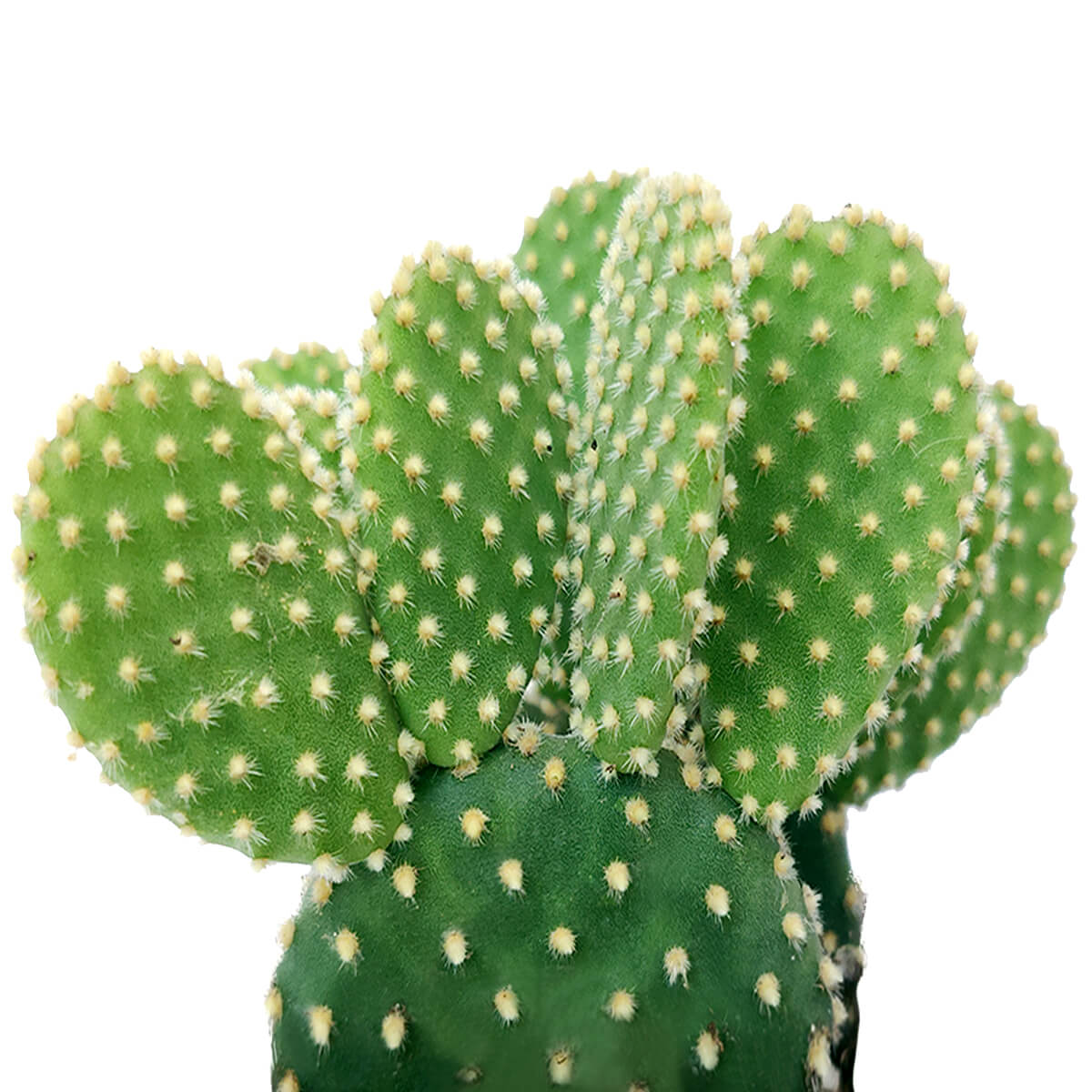 bunny succulents near me Golden Angel Wing Cactus 2 inch / Plastic Pot