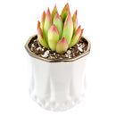 Golden Edge Pot for sale, ceramic vase for home decor, ceramic succulent and cactus pots for sale, Succulent gift ideas