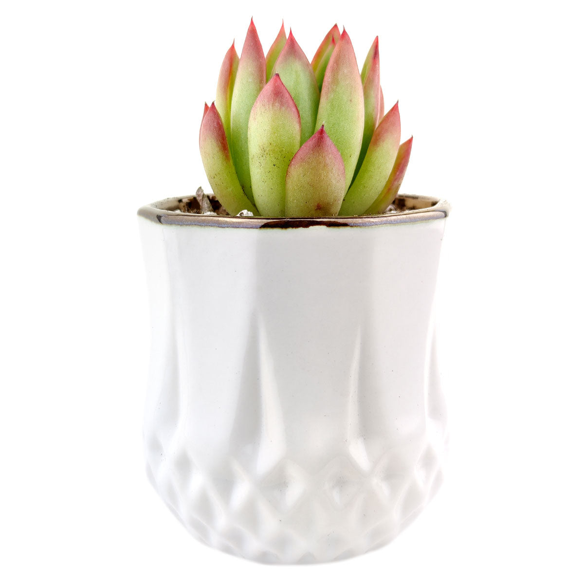 Golden Edge Pot for sale, ceramic vase for home decor, ceramic succulent and cactus pots for sale, Succulent gift ideas