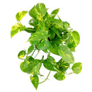 Golden Pothos, air-purifying houseplant, plants recommended by NASA for cleaning indoor air, care tips for growing golden pothos