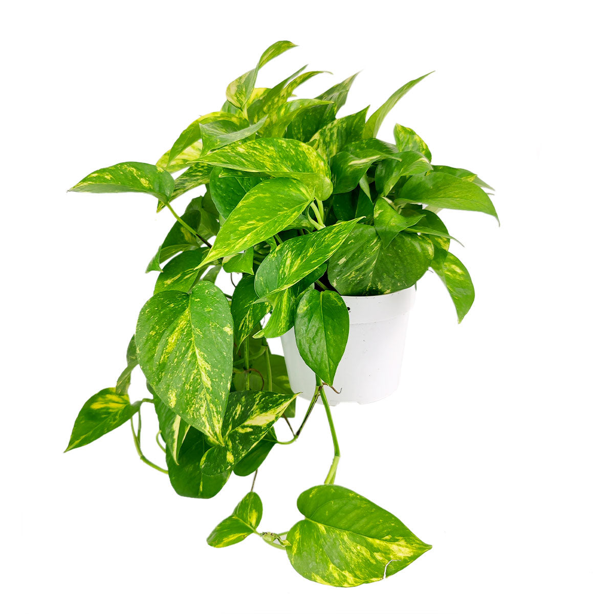 Golden Pothos, air-purifying houseplant, plants recommended by NASA for cleaning indoor air