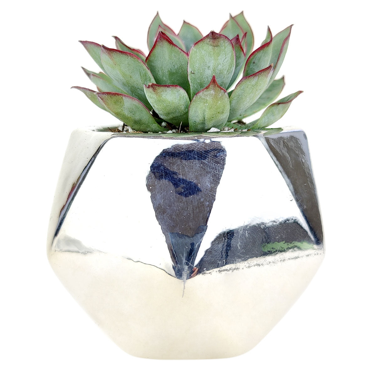 Pot for sale, Mini pot for succulent, Succulent pot decor ideas, Gold Hexagon Pot, Flower pot for sale, glass pots for planting, succulent gift for holiday