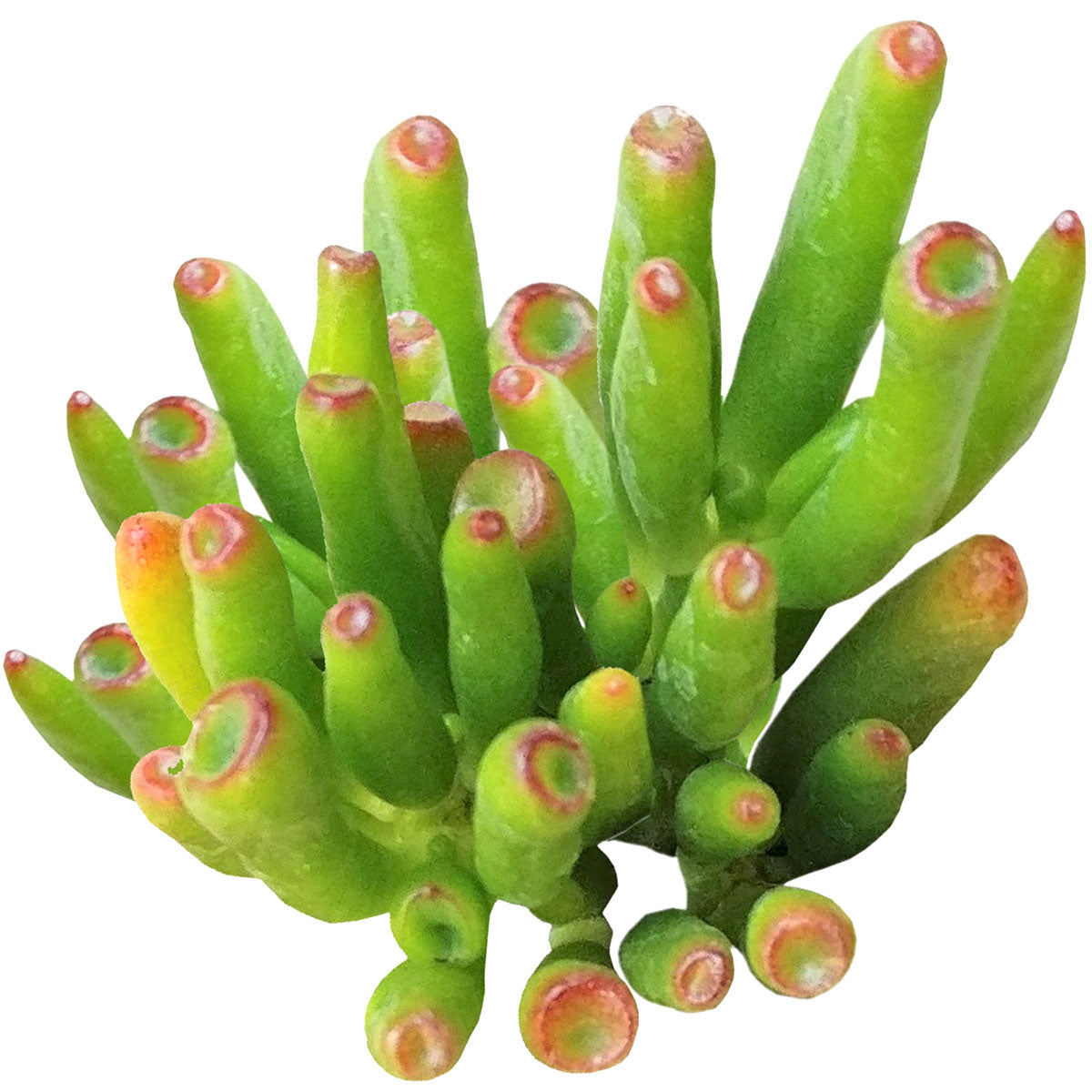 gollum jade plant for sale Gollum Jade Crassula