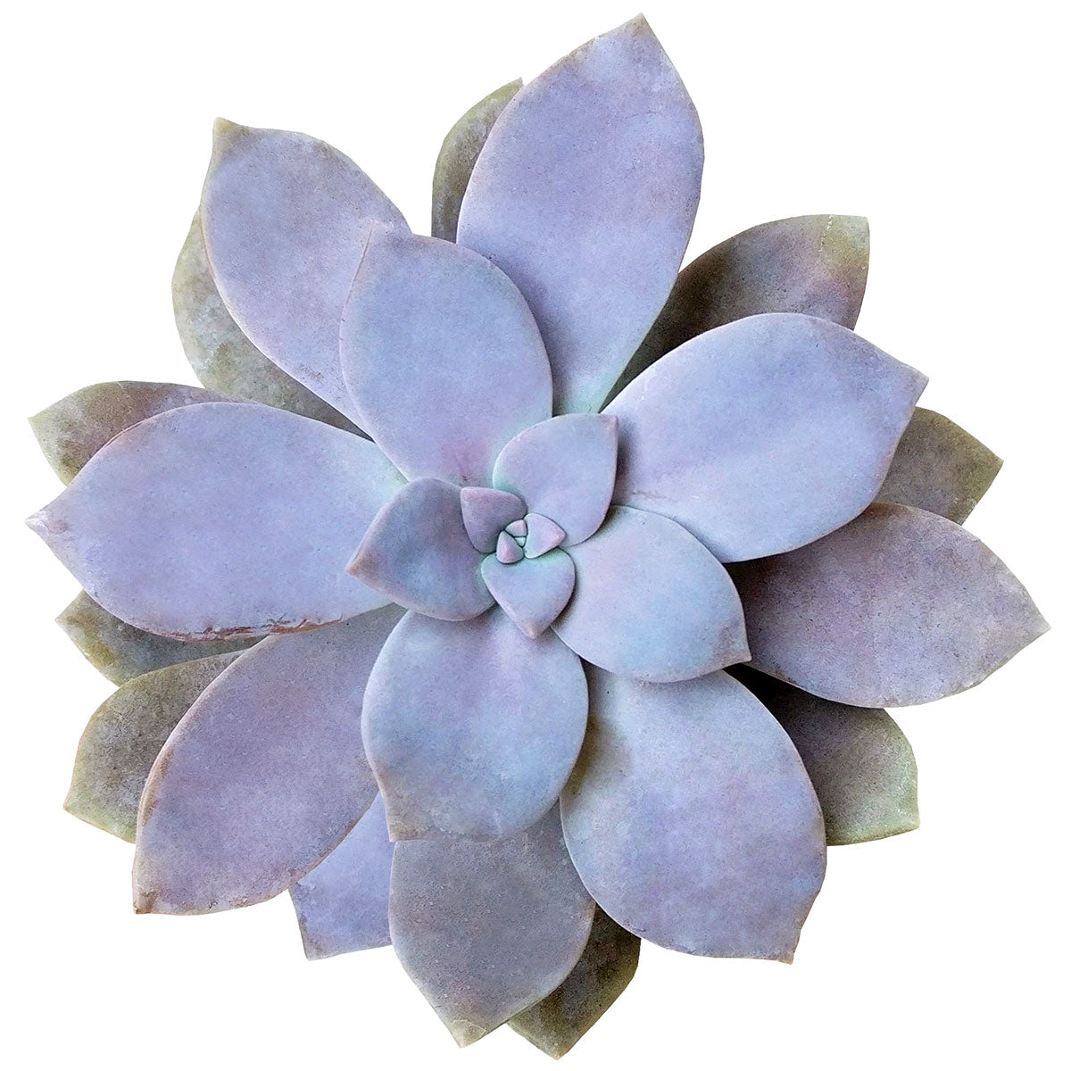 graptopetalum superbum, beautiful graptopetalum, rosette, ghost plant, graptopetalum purple, purple succulent, growing succulent, succulent species, garden shopping, succulent nursery, succulent box, rare succulents, rare succulents for sale, unique succulents, buy succulents online, rare succulent, succulent shop, unusual succulents, succulent store, succulents online