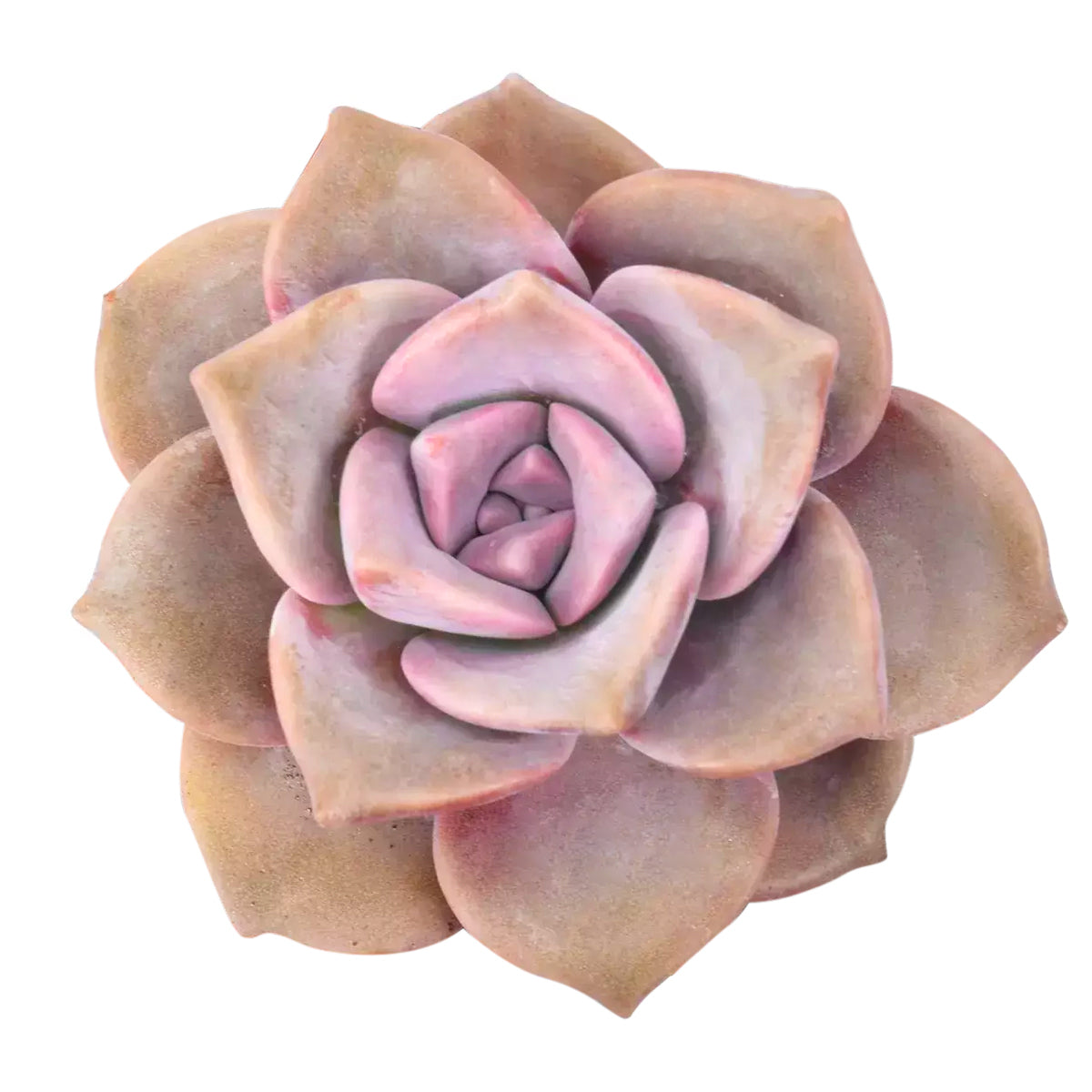 succulent purple delight Graptopetalum Purple Delight