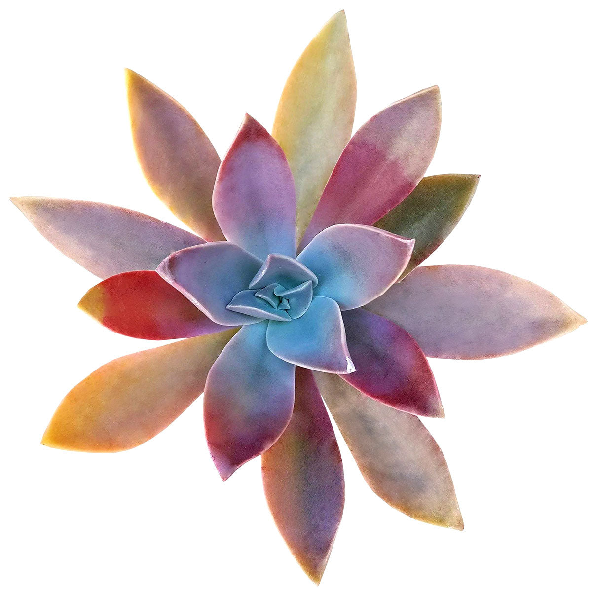 succulents fred ives Graptoveria Fred Ives 2 inch / Plastic Pot