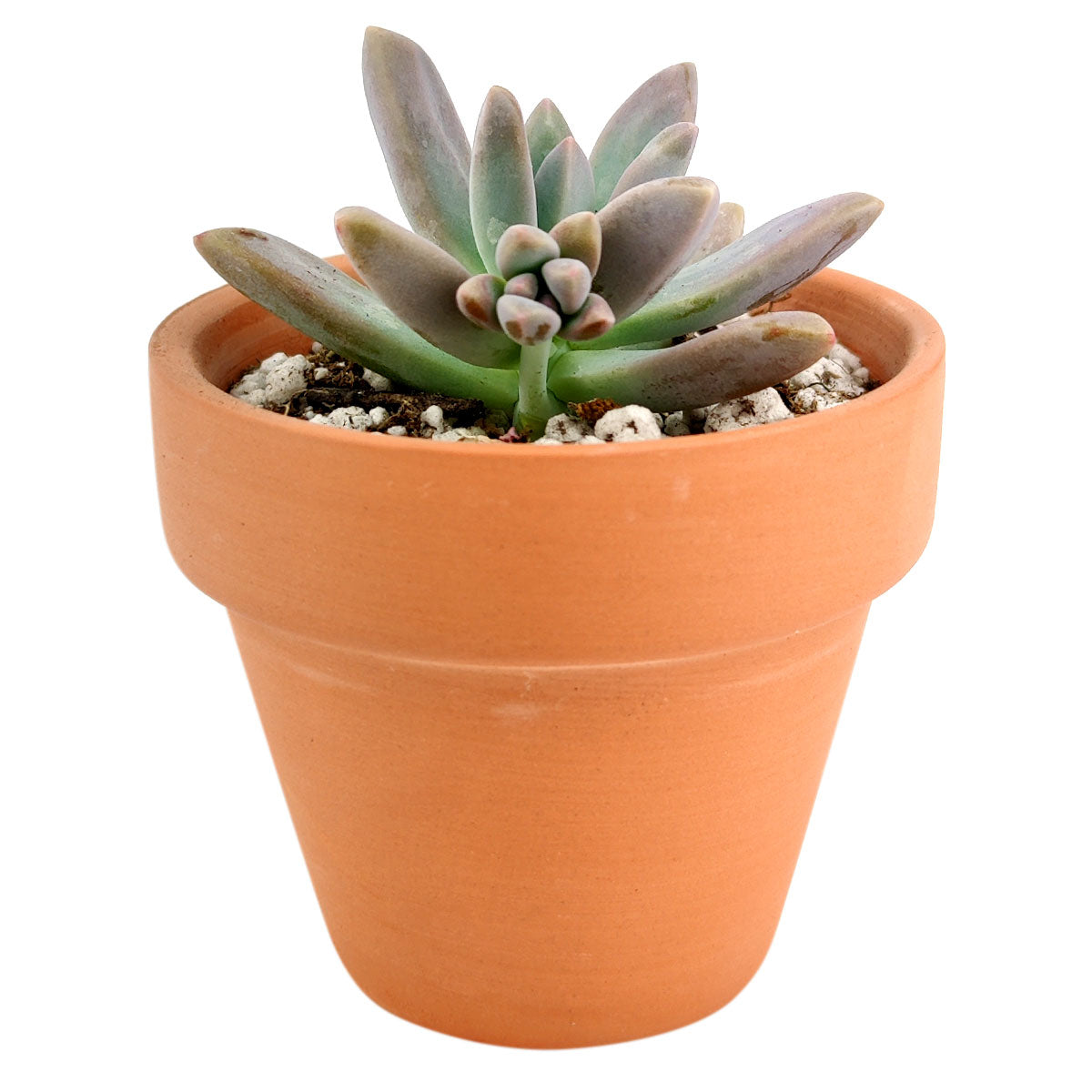 Graptoveria Blue Pearl, succulents shop in California, succulent care tips, succulent care guide, succulents garden, Rare succulents, succulent subscription, succulent care, monthly succulents, Graptoveria Blue Pearl in California, How to grow Graptoveria Blue Pearl, rare succulents, rare succulents for sale, unique succulents, buy succulents online, rare succulent, succulent shop, unusual succulents, succulent store, succulents online