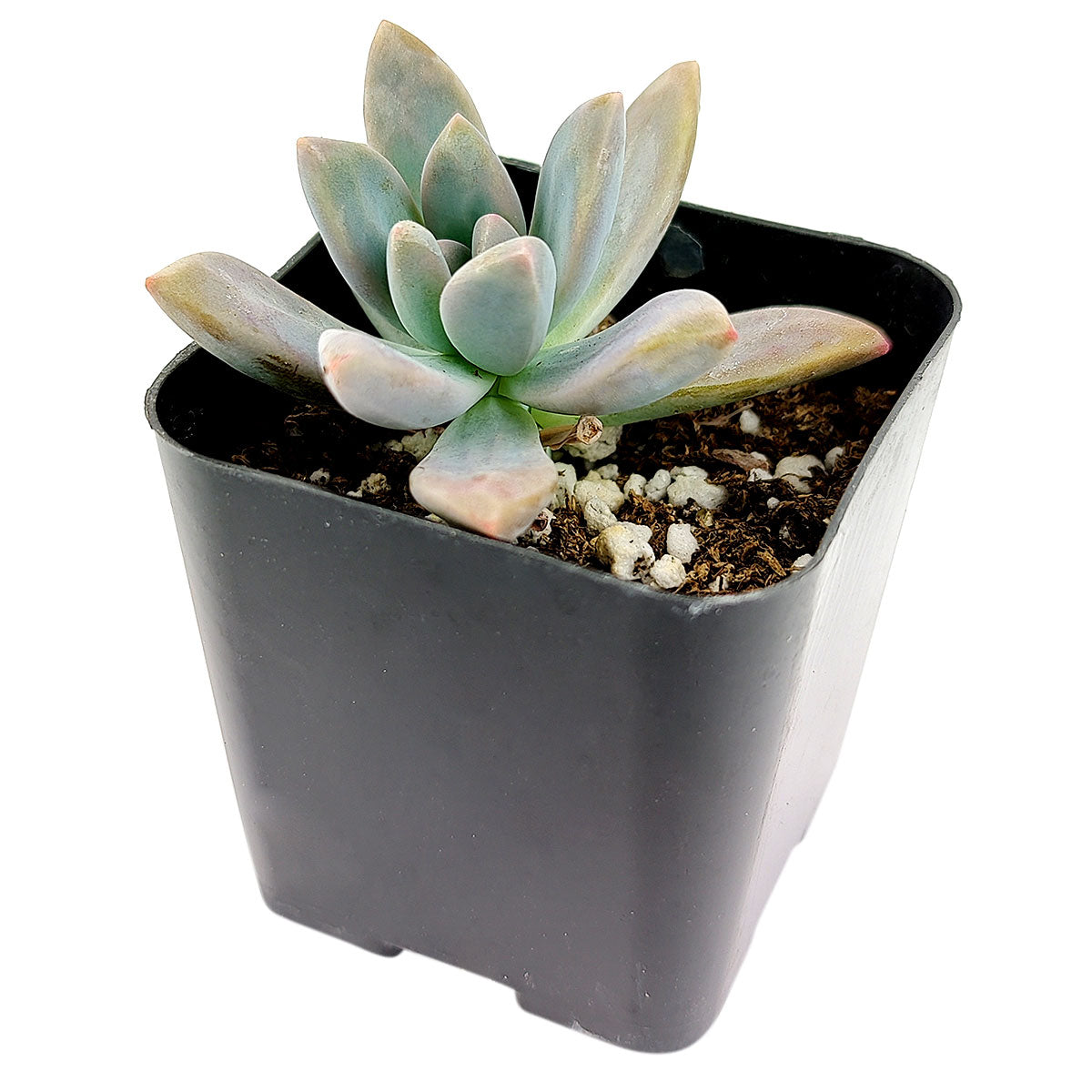 Graptoveria Blue Pearl, succulents shop in California, succulent care tips, succulent care guide, succulents garden, Rare succulents, succulent subscription, succulent care, monthly succulents, Graptoveria Blue Pearl in California, How to grow Graptoveria Blue Pearl, rare succulents, rare succulents for sale, unique succulents, buy succulents online, rare succulent, succulent shop, unusual succulents, succulent store, succulents online