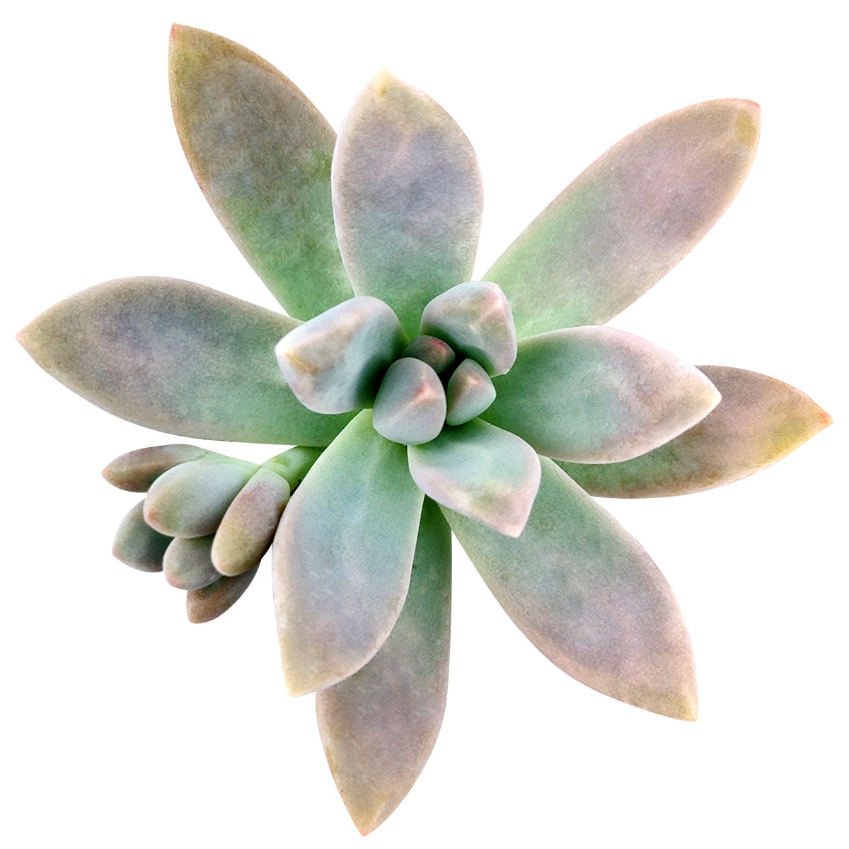 succulent blue pearl Graptoveria Blue Pearl with Care Instruction | Succulent Gift Ideas