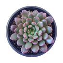 Pink Rosettes Succulent Plant, Types of Graptoveria Succulents, Shop Succulents in California, Buy Succulents Online, Succulents, Cactus, rare succulents, rare succulents for sale, unique succulents, buy succulents online, rare succulent, succulent shop, unusual succulents, succulent store, succulents online