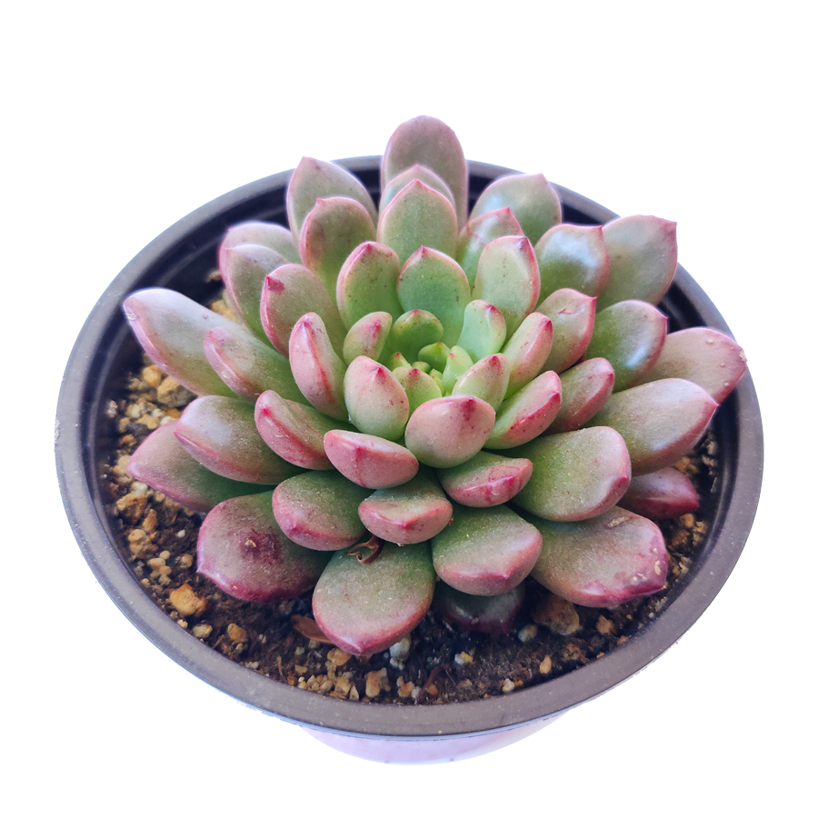 sedeveria pink ruby succulent Graptoveria Bashful Succulent
