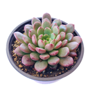 Pink Rosettes Succulent Plant, Types of Graptoveria Succulents, Shop Succulents in California, Buy Succulents Online, Succulents, Cactus, rare succulents, rare succulents for sale, unique succulents, buy succulents online, rare succulent, succulent shop, unusual succulents, succulent store, succulents online