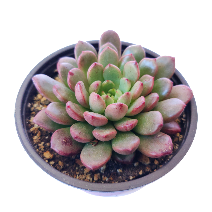 Graptoveria Bashful Succulent, Graptoveria Jujube Plant, Graptoveria Pinkle Ruby, Graptoveria Pink Ruby, Pink Rosettes Succulent Plant, Types of Graptoveria Succulents, Shop Succulents in California, Buy Succulents Online, Succulents, Cactus, rare succulents, rare succulents for sale, unique succulents, buy succulents online, rare succulent, succulent shop, unusual succulents, succulent store, succulents online 