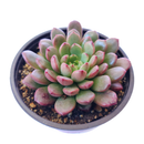 Pink Rosettes Succulent Plant, Types of Graptoveria Succulents, Shop Succulents in California, Buy Succulents Online, Succulents, Cactus, rare succulents, rare succulents for sale, unique succulents, buy succulents online, rare succulent, succulent shop, unusual succulents, succulent store, succulents online