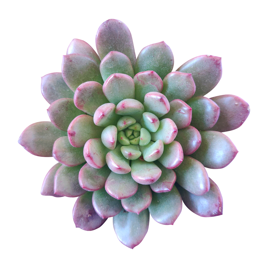 graptoveria bashful succulent Graptoveria Bashful Succulent