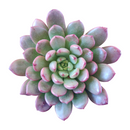 Pink Rosettes Succulent Plant, Types of Graptoveria Succulents, Shop Succulents in California, Buy Succulents Online, Succulents, Cactus, rare succulents, rare succulents for sale, unique succulents, buy succulents online, rare succulent, succulent shop, unusual succulents, succulent store, succulents online