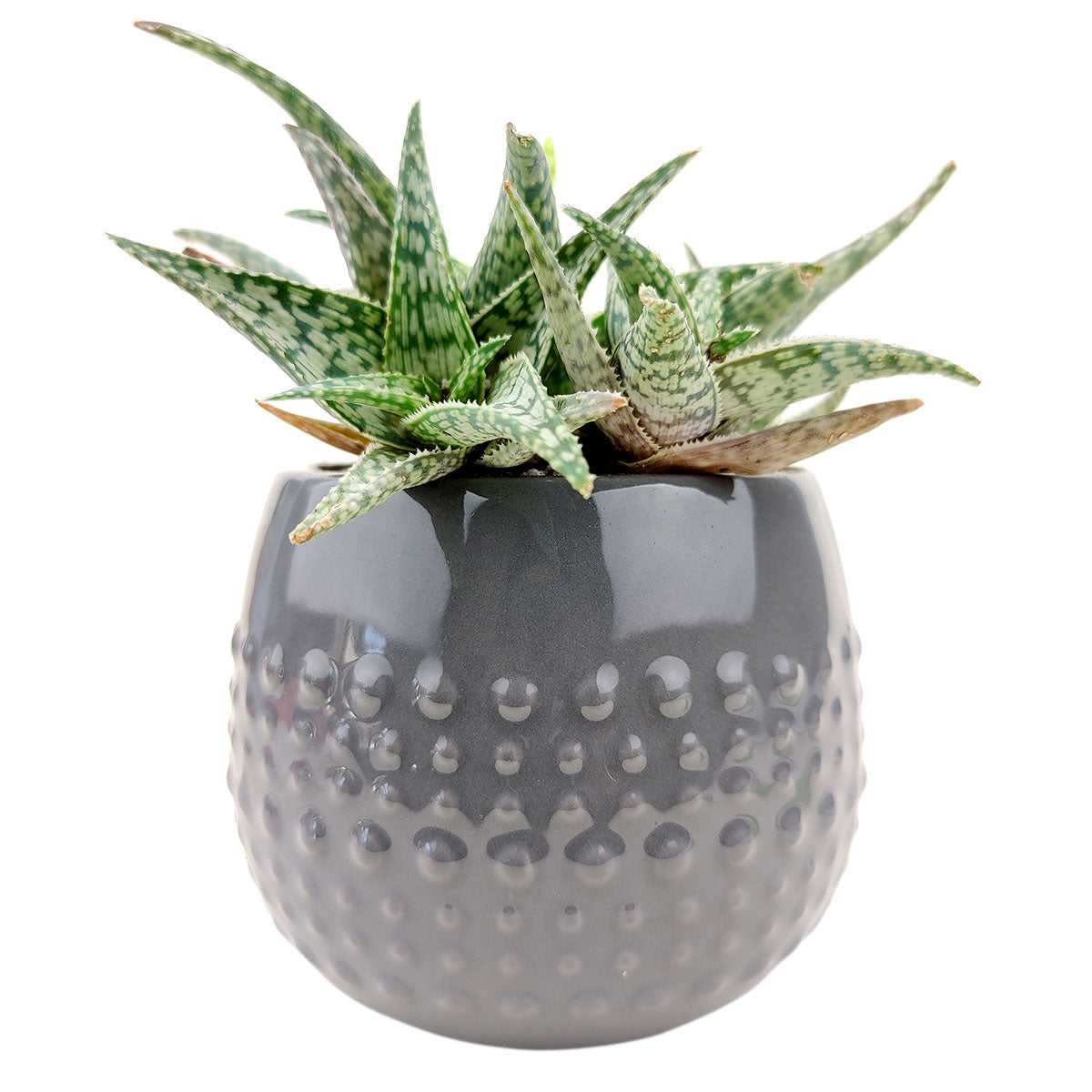 gray succulent planter Gray Dot Planter