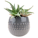 Gray Dot Planter