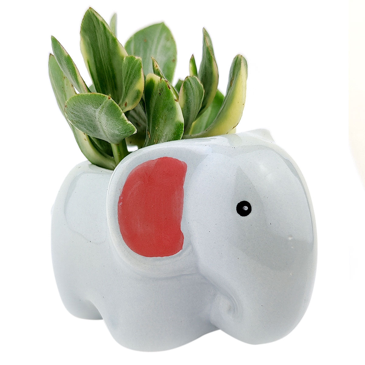 Gray Elephant Pot for sale, Cute Ceramic Succulent Pot, Fox Planter Decor, Craft Supplies, Succulent Gift Ideas, Gray Elephant Pot