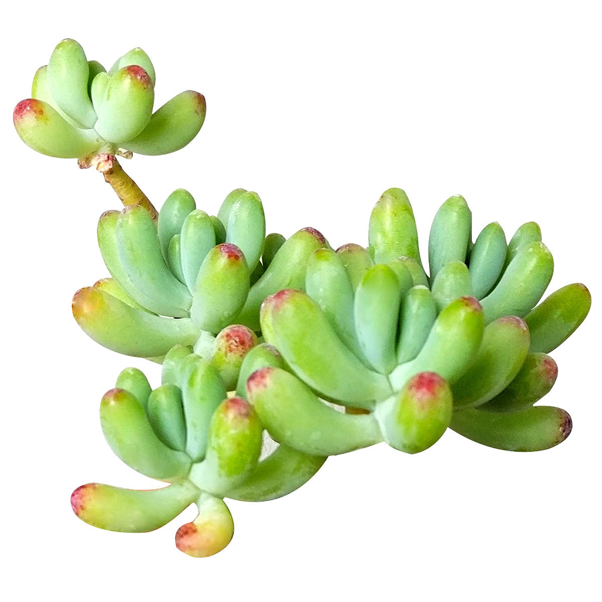 string bean succulent Sedum Blue Jelly Bean Pachyphyllym