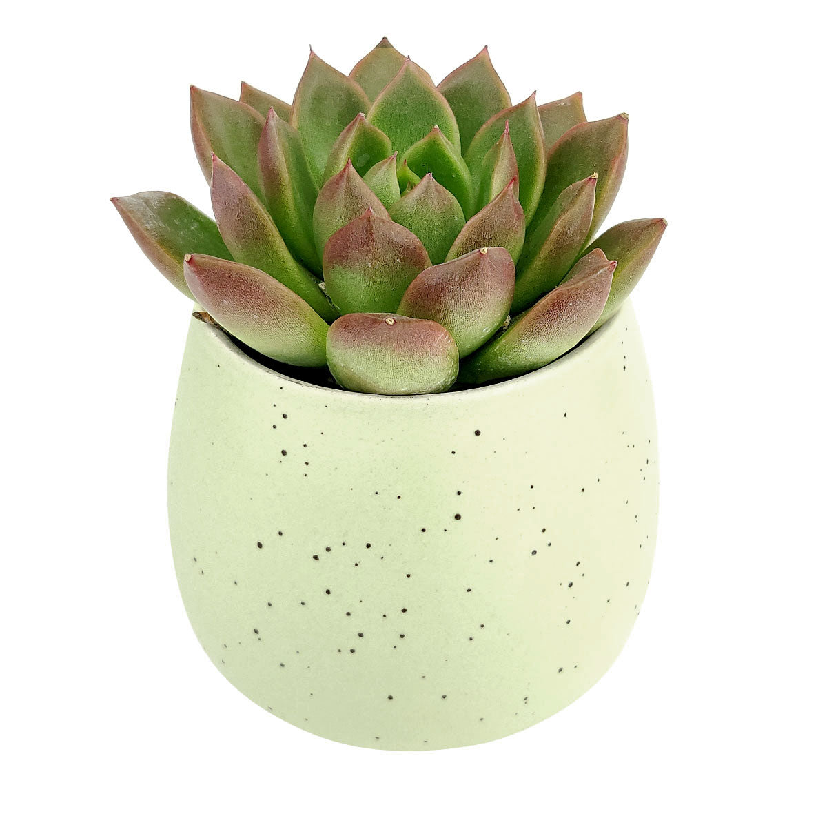 Green Egg Pot for sale, Green Elegant Plain Ceramic Pot for sale, Mini ceramic pot for succulents and cacti, Modern design pot, Succulent and cactus pots for sale, Succulent gift decor ideas, Elegant flower pots
