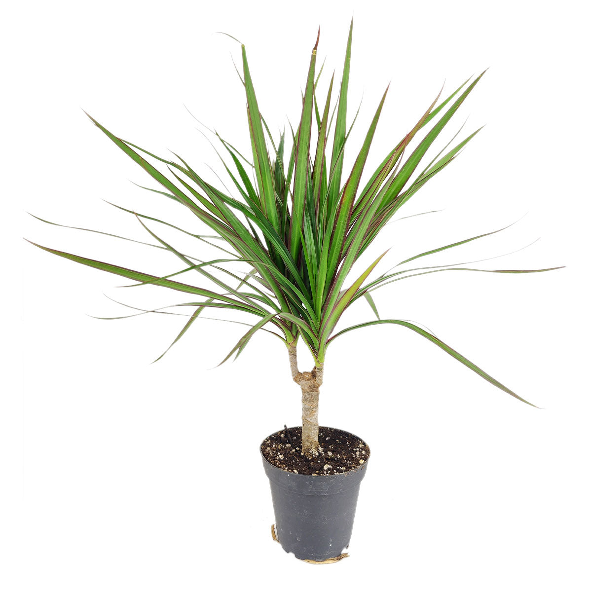 Green Dracaena Marginata, Dragon Tree, how to care for Dracaena Marginata, easy to care for houseplant, air-purifying houseplant, houseplant for office