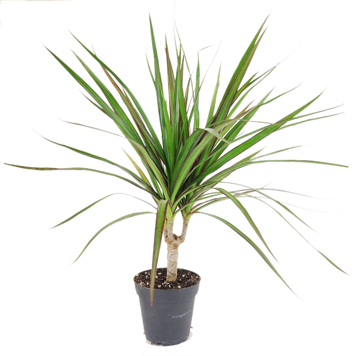 Green Dracaena Marginata, Dragon Tree, how to care for Dracaena Marginata, easy to care for houseplant, air-purifying houseplant, houseplant for office