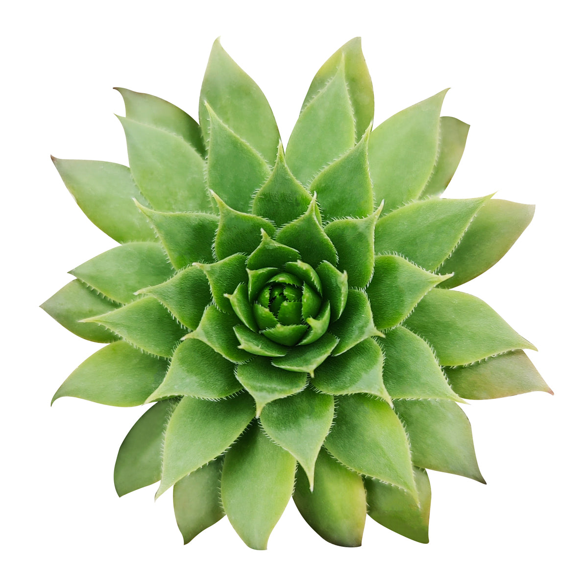 green wheel succulent Sempervivums Green Wheel | Succulents for Sale