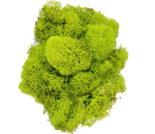 Green Preserved Reindeer Moss