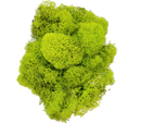 Green Preserved Reindeer Moss