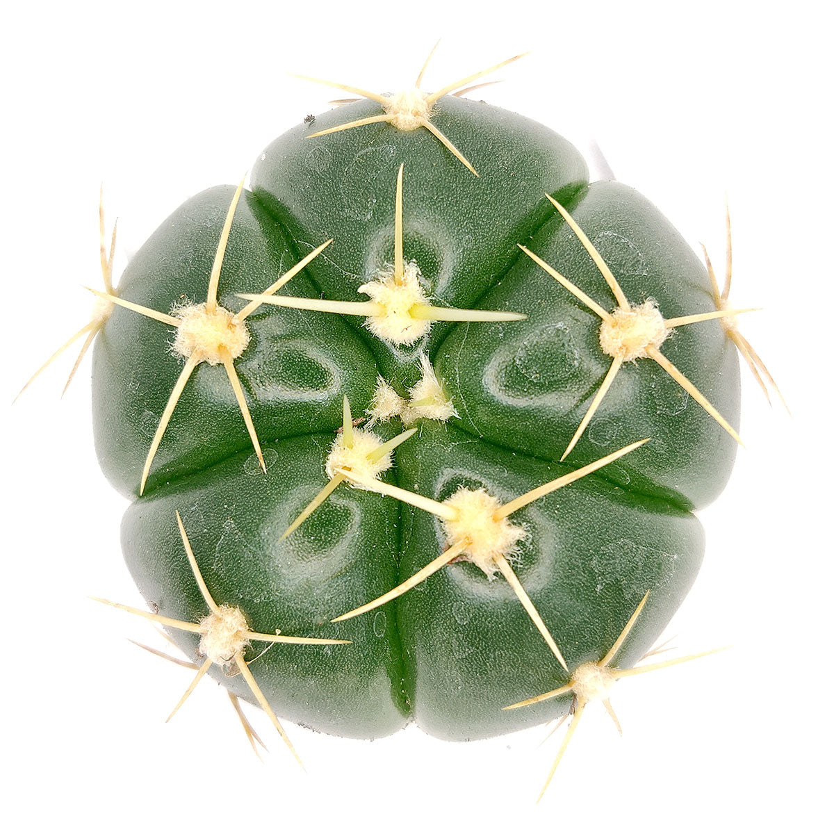 gymnocalycium buenekeri Gymnocalycium horstii ssp. Buenekeri | Spider Cactus | Succulent Gift Decor  Ideas