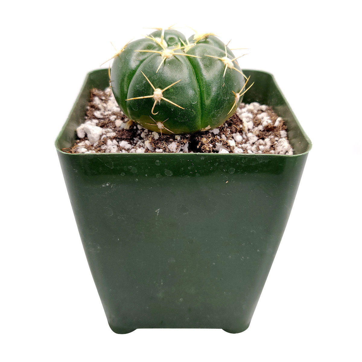Gymnocalycium horstii, monthly succulents, succulent care, succulent care guide, Succulents shop near me, indoor succulents, succulents garden, cactus, succulent subscription, Gymnocalycium horstii in California, How to grow Gymnocalycium horstii, Spider Cactus, cactus, cactus succulent, succulent cactus, cacti, cactus and succulents, succulents box, succulent shop, buy succulents online