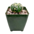 Gymnocalycium horstii, monthly succulents, succulent care, succulent care guide, Succulents shop near me, indoor succulents, succulents garden, cactus, succulent subscription, Gymnocalycium horstii in California, How to grow Gymnocalycium horstii, Spider Cactus, cactus, cactus succulent, succulent cactus, cacti, cactus and succulents, succulents box, succulent shop, buy succulents online