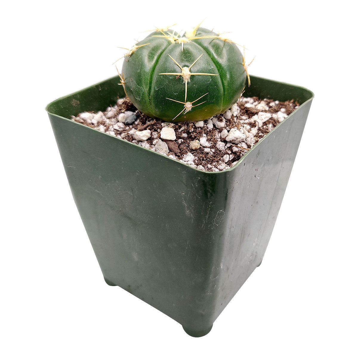 spider cactus plant Gymnocalycium horstii ssp. Buenekeri | Spider Cactus | Succulent Gift Decor Ideas