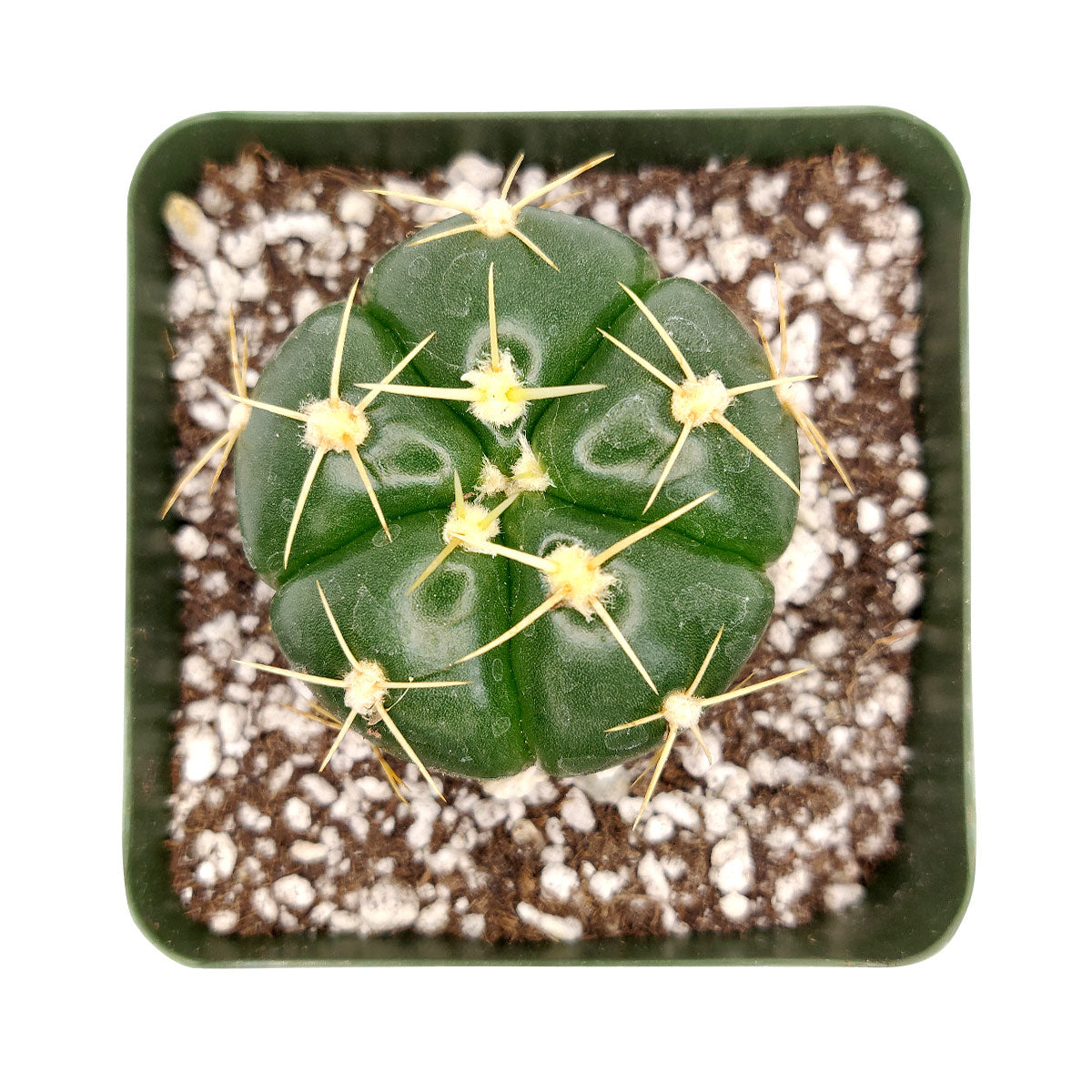 Gymnocalycium horstii, monthly succulents, succulent care, succulent care guide, Succulents shop near me, indoor succulents, succulents garden, cactus, succulent subscription, Gymnocalycium horstii in California, How to grow Gymnocalycium horstii, Spider Cactus, cactus, cactus succulent, succulent cactus, cacti, cactus and succulents, succulents box, succulent shop, buy succulents online