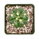 Gymnocalycium horstii, monthly succulents, succulent care, succulent care guide, Succulents shop near me, indoor succulents, succulents garden, cactus, succulent subscription, Gymnocalycium horstii in California, How to grow Gymnocalycium horstii, Spider Cactus, cactus, cactus succulent, succulent cactus, cacti, cactus and succulents, succulents box, succulent shop, buy succulents online