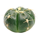 Gymnocalycium horstii, monthly succulents, succulent care, succulent care guide, Succulents shop near me, indoor succulents, succulents garden, cactus, succulent subscription, Gymnocalycium horstii in California, How to grow Gymnocalycium horstii, Spider Cactus, cactus, cactus succulent, succulent cactus, cacti, cactus and succulents, succulents box, succulent shop, buy succulents online