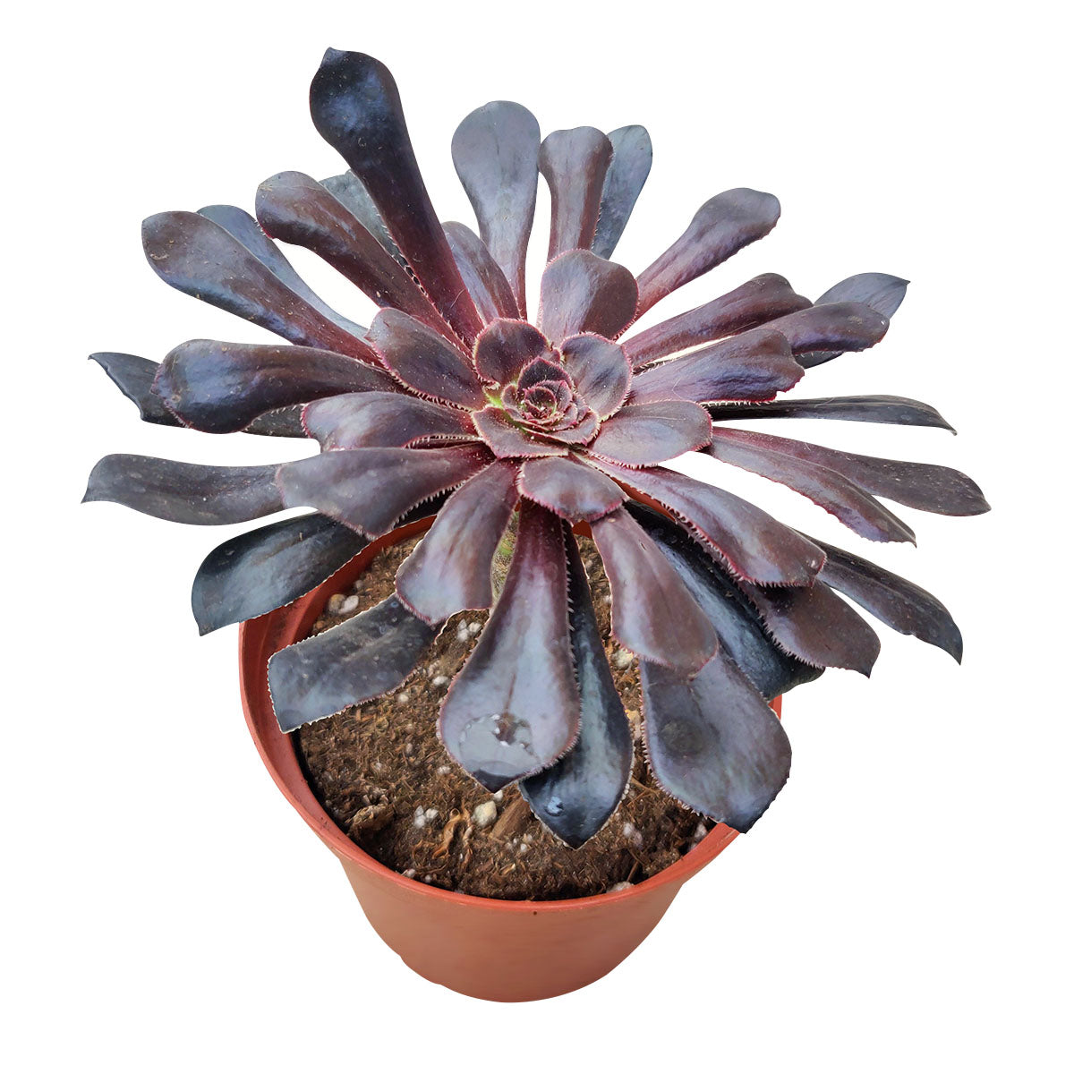Live Aeonium Black Rose, easy to grow, succulents garden, indoor succulents, succulent care tips, succulents store in CA, cactus, monthly succulents, succulent subscription, succulent care, Black Rose in California, How to grow Black Rose
