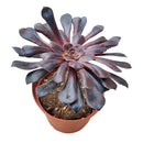 Tip and Advice for Aeonium Black Rose, succulents garden, Rare succulents, succulent subscription, Succulents shop near me, cactus, monthly succulents, succulent care tips, indoor succulents, Aeonium Black Rose in California, How to grow Aeonium Black Rose, dark-colored succulent plants