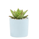 Succulent with Small Modern Cylinder Pot, Unique Succulent Gift Ideas, Succulent in ceramic pots, Succulent Decor Ideas, 2 inch succulent pots for sale, EcoFriendly Succulent Gift Box for Employee, Corporate Gift Succulents For Sale Online, Succulent Thank You Gift Ideas, Thank you gift for your staff in 2023, Customizable Gift Boxes for employees and clients, Office gift for employees, Employee appreciation day 2023 ideas, Succulent Plants for Clients &amp; Employees for sale 