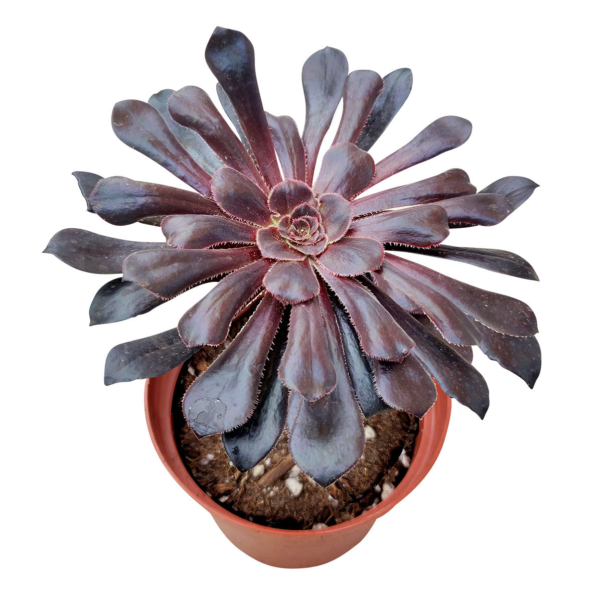 are black succulents real Black Rose Zwartkop Aeonium