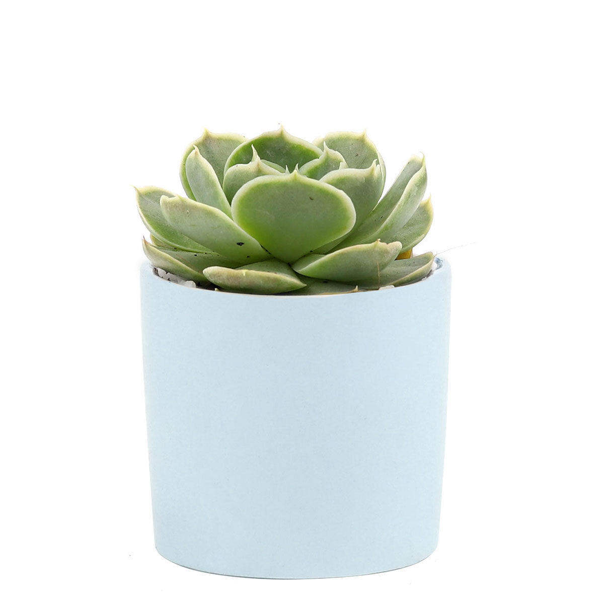 Succulent with Small Modern Cylinder Pot, Unique Succulent Gift Ideas, Succulent in ceramic pots, Succulent Decor Ideas, 2 inch succulent pots for sale, EcoFriendly Succulent Gift Box for Employee, Corporate Gift Succulents For Sale Online, Succulent Thank You Gift Ideas, Thank you gift for your staff in 2023, Customizable Gift Boxes for employees and clients, Office gift for employees, Employee appreciation day 2023 ideas, Succulent Plants for Clients &amp; Employees for sale 