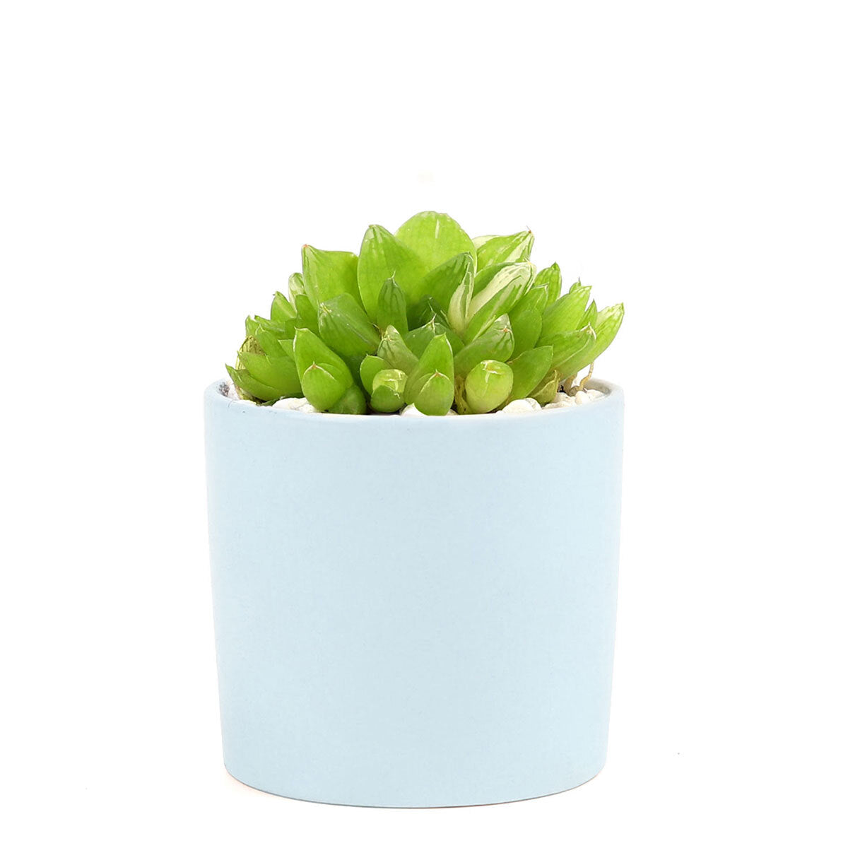Succulent with Small Modern Cylinder Pot, Unique Succulent Gift Ideas, Succulent in ceramic pots, Succulent Decor Ideas, 2 inch succulent pots for sale, EcoFriendly Succulent Gift Box for Employee, Corporate Gift Succulents For Sale Online, Succulent Thank You Gift Ideas, Thank you gift for your staff in 2023, Customizable Gift Boxes for employees and clients, Office gift for employees, Employee appreciation day 2023 ideas, Succulent Plants for Clients &amp; Employees for sale 