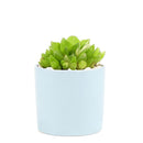 Succulent with Small Modern Cylinder Pot, Unique Succulent Gift Ideas, Succulent in ceramic pots, Succulent Decor Ideas, 2 inch succulent pots for sale, EcoFriendly Succulent Gift Box for Employee, Corporate Gift Succulents For Sale Online, Succulent Thank You Gift Ideas, Thank you gift for your staff in 2023, Customizable Gift Boxes for employees and clients, Office gift for employees, Employee appreciation day 2023 ideas, Succulent Plants for Clients &amp; Employees for sale 