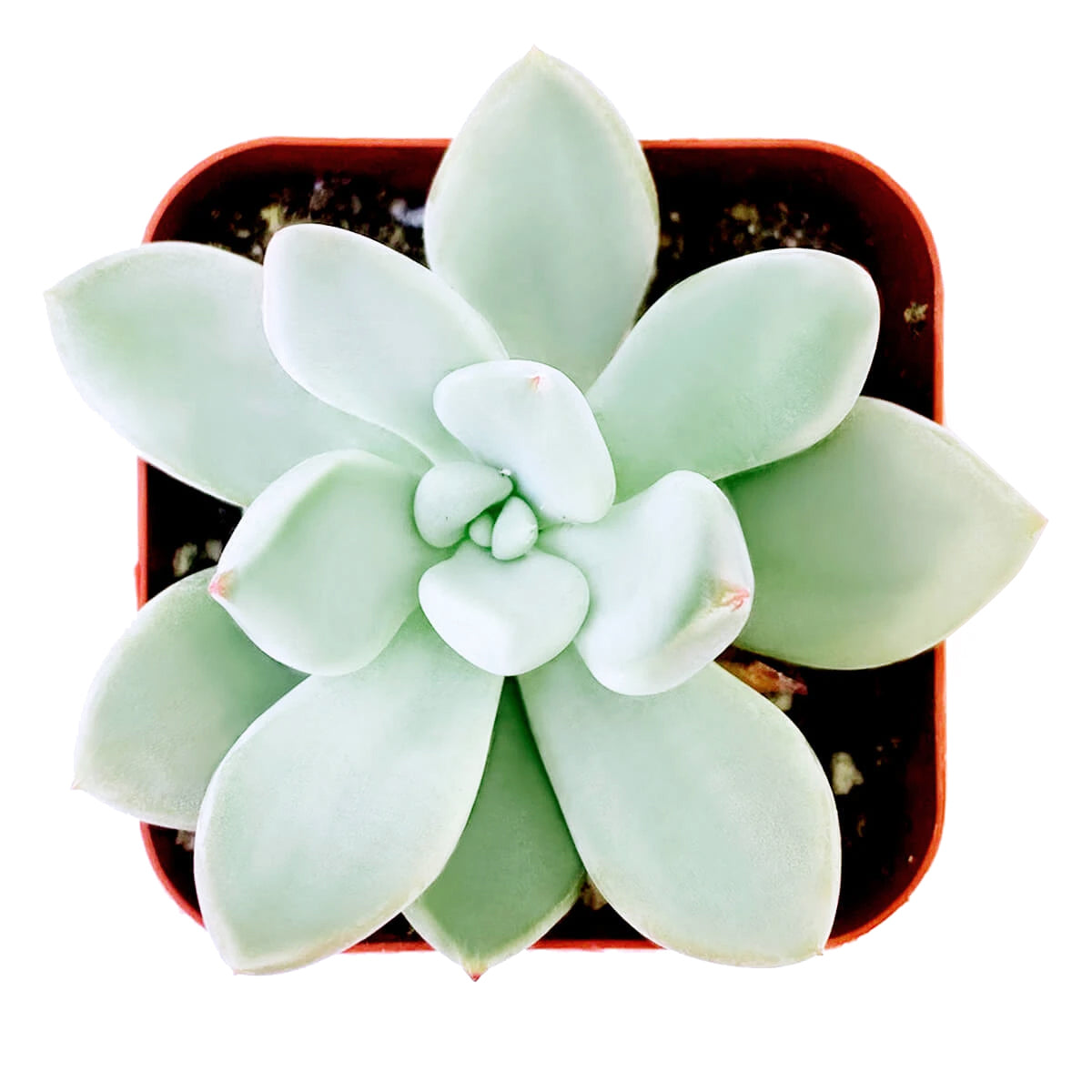 haggai succulent Pachyveria Haagei Succulent Planter