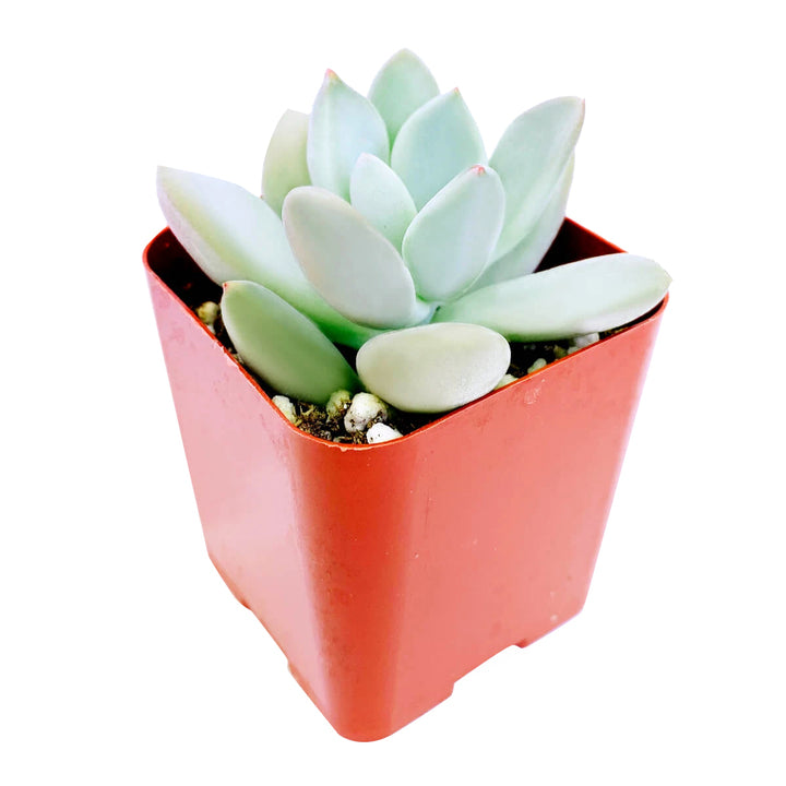 Pachyveria Haagei, Succulents shop near me, how to grow succulents, succulents garden, succulent plant, succulent subscription, cactus, succulents shop in California, succulent care, Pachyveria Haagei in California, How to grow Pachyveria Haagei, echeveria, echeveria succulent, echeveria types, succulent echeveria, buy succulents online, succulent shop, succulent store, echeveria plant